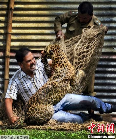 雄性成年花豹闯入印度石油公司总部 导致13人受伤天维新闻频道