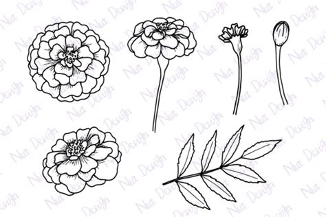 Marigold Flower Line Art Set Svg Graphic By Nurdesign99 · Creative Fabrica