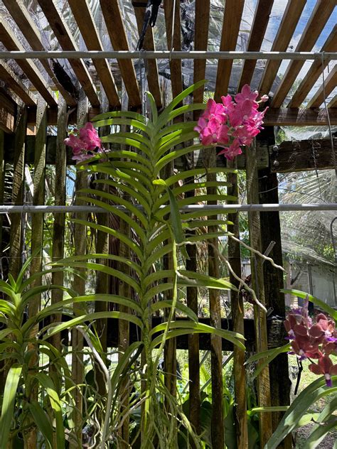 Vanda Motes Hot Chocolate D Motes Orchids