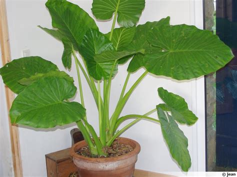 Oreille d éléphant Alocasie à grandes racines Taro géant Alocasia