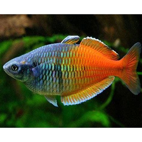 Fire Red Boesemani Rainbow Melanotaenia Boesemani Fish Mania