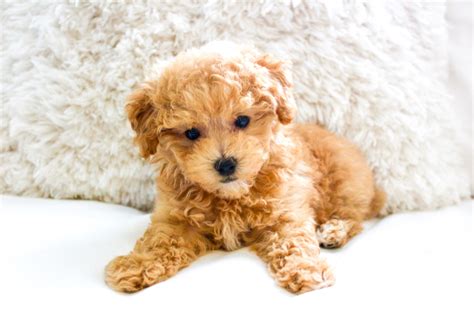 Adult Maltipoo Puppy Cut