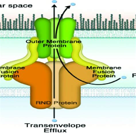 Hypothetical Model Of RND Mediated Transmembrane Efflux Pump Consisting