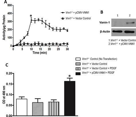 Figure From Vanin Pantetheinase Drives Smooth Muscle Cell