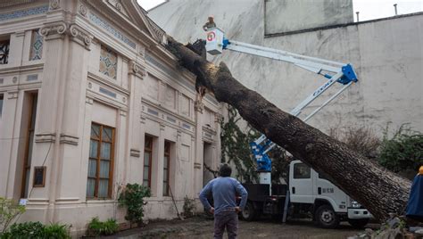 Fotos Video Árbol Centenario Cayó Sobre El Palacio Cousiño El Dínamo