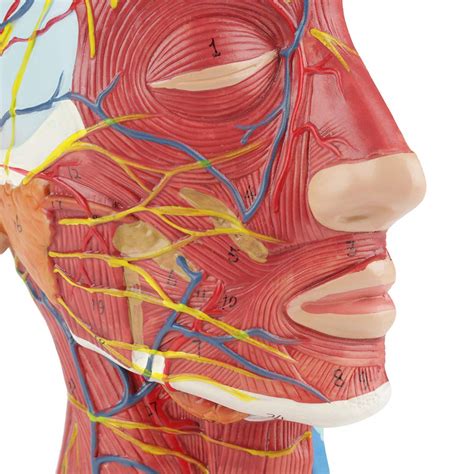 Oumefar Modelo De Cabeza M Dica Modelo De Cerebro Humano Dividido Con