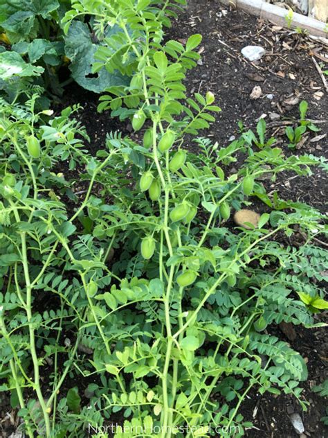 Growing Chickpeas or Garbanzo Beans - Northern Homestead