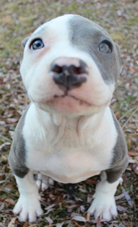 All White Pitbull Puppies With Blue Eyes For Sale - Pitbull Dog