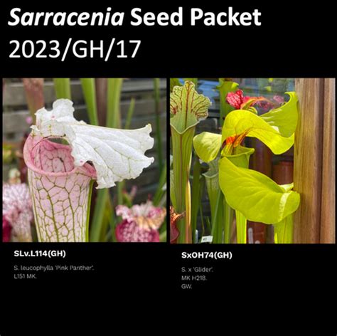 2023 GH 17 Sarracenia Seeds Mysite