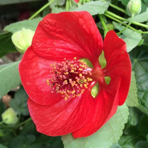 Abutilon Lucky Lantern Red Perennials Shade Plants Full Shade Plants