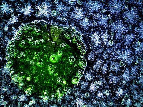 Petri Dish Photograph By Robert Collier Fine Art America