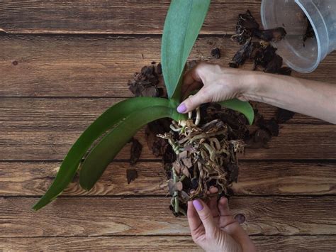 How To Revive An Orchid With Rotted Roots Garden Tips Northern