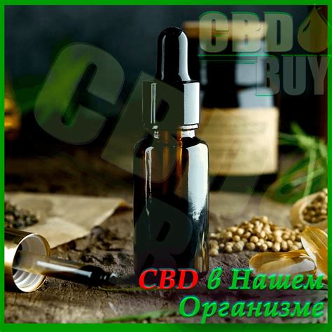 Статьи сообщества купить CBD oil Масло в Москве Россия с доставкой ...