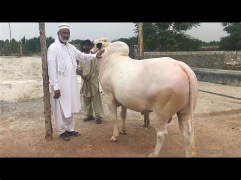 Heavy Dhani Bulls On One Place Gulf Cattel Farm Collection House