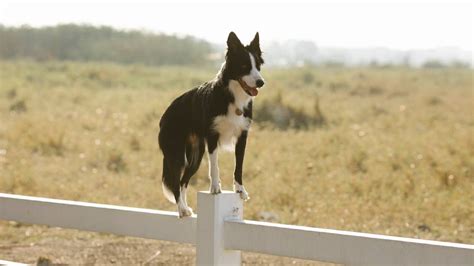 200+ Border Collie Names | Names Cluster