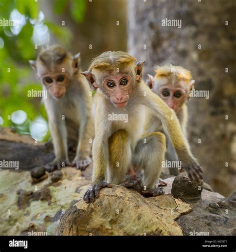 Toque Macaque Macaca Sinica Sri Lanka Stock Photo Alamy