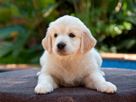 puppy wallpaper desktop  images