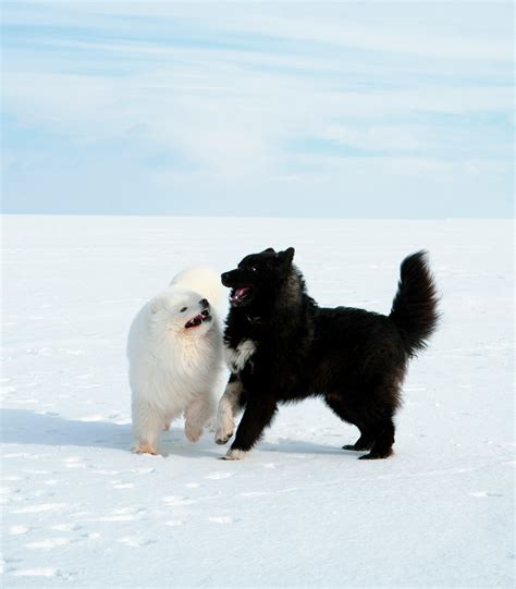 Dog Running on Snow Covered Ground · Free Stock Photo