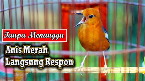 Dengan Mendengarkan Pancingan Anis Merah Dipastikan Anis Merah Rumahan