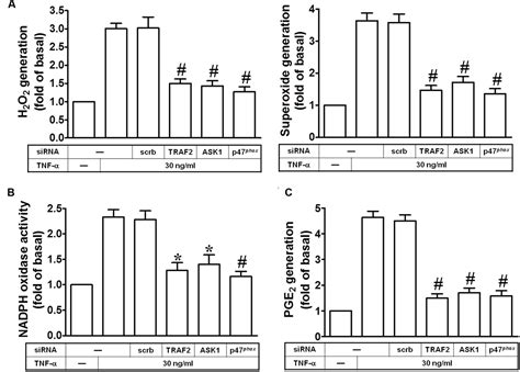 Frontiers Tnf Induced Cpla Expression Via Nadph Oxidase Reactive