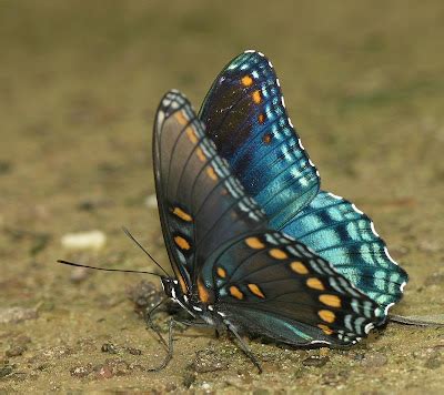 nature   ozarks red spotted purple butterfly