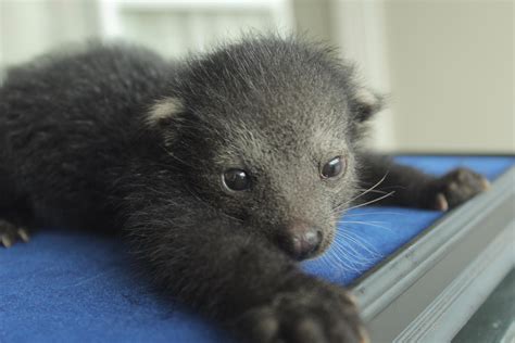 Binturong | Binturong Gallery