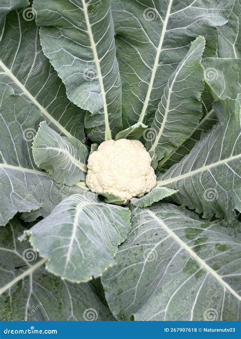 A Cauliflower Plant in My Field Stock Photo - Image of vegetable, filed