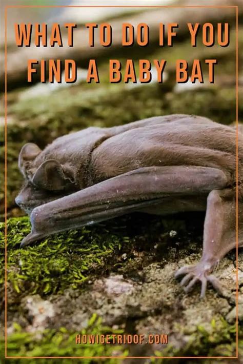 What To Do If You Find A Baby Bat - How I Get Rid Of