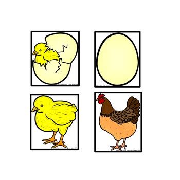 Life Cycle Of A Chicken Sequencing Coding And Cut Paste Tpt