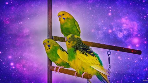 Budgies singing in Budgie Room for 1 Hour - YouTube