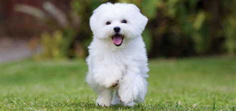 Meet the White Fluffy Dog Breeds - Modern Dog Magazine