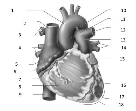 Anterior View Of The Heart Image 1 Diagram Quizlet