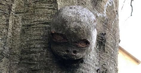 Creepy Head Grows Out Of Tree In Paignton Devon Live