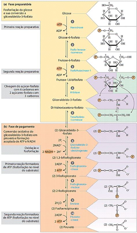 Glicogênese E Gliconeogênese - Via Da Glicogenese Resumo Bioquímica Glicólise, Ciclo De Krebs,