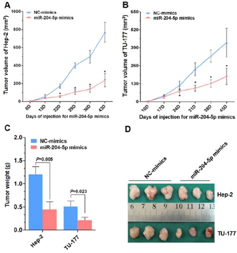 MiR 204 5p Inhibits Hep 2 And TU 177 Tumor Growth In Vivo After