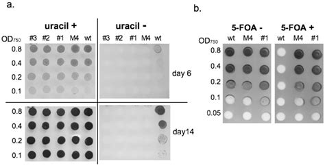 Characterization Of Isolated Mutants Download Scientific Diagram