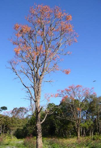 Mulungu Erythrina Mulungu Wikiaves A Enciclopédia Das Aves Do Brasil