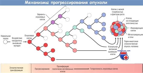 Механизмы трансформации клетки в рак (злокачественной трансформации)
