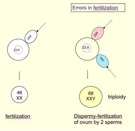 Cyto Midterm Flashcards | Quizlet