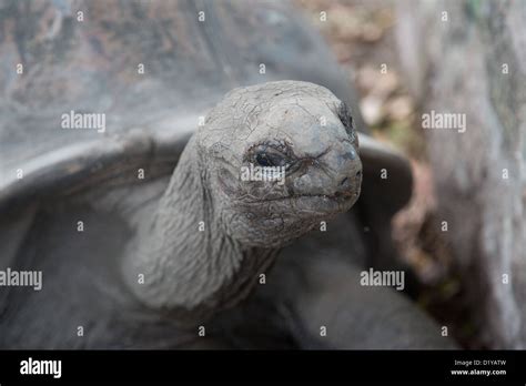 Giant Seychelles Tortoise L Union Estate La Digue Island Seychelles