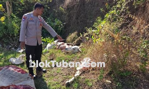 Heboh Temuan Potongan Tubuh Sapi Di Tuban Ternyata Bangkai Yang Hendak