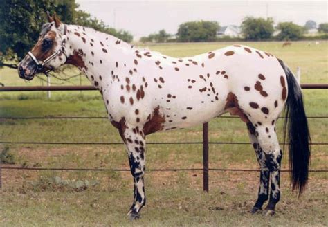 Top Step Farm Aphc Appaloosa Stallion Illustrator Horses Appaloosa