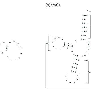 Secondary structure of tRNA-Ser. | Download Scientific Diagram