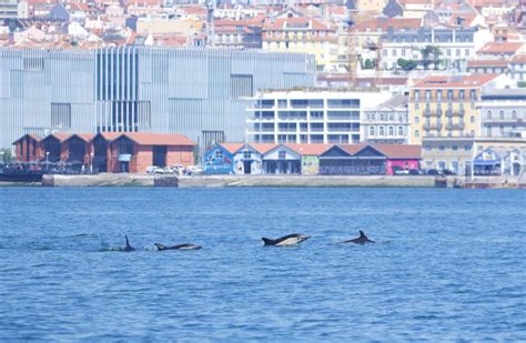 Lisbon Dolphin Watching Boat Tour Getyourguide