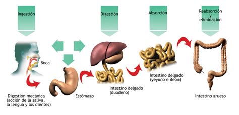 El Proceso Digestivo