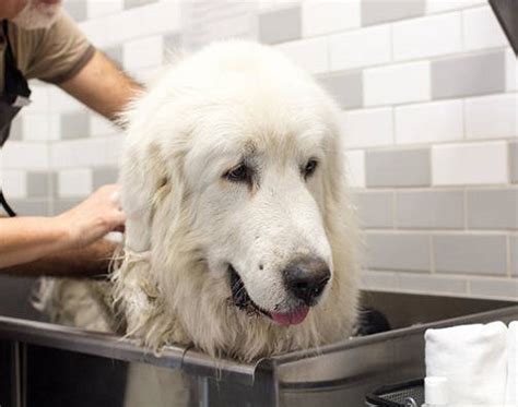 Great Pyrenees Grooming Guide | How to Groom a Great Pyrenees - Dog Can Eat