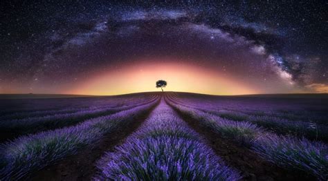 Lavender Field At Night Wallpapers Wallpaper Cave