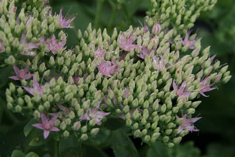 Sedum spectabile (Brilliant Group) 'Brilliant' – Ballyrobert Gardens