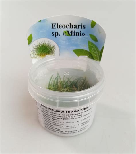 Eleocharis Mini In Vitro Florariumplants