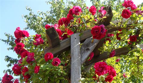 Quand Planter Un Rosier Grimpant Jardiland